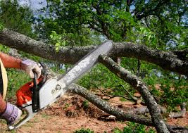 Best Fruit Tree Pruning  in Lutz, FL